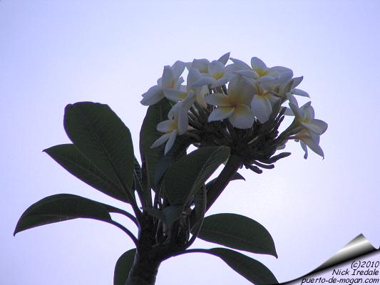 Mogan fiesta photo